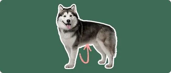 A large Alaskan Malamute with a thick grey and white coat standing alert. A pink arrow curves towards the dog's abdomen, against a dark green background, indicating a focus on bloat.