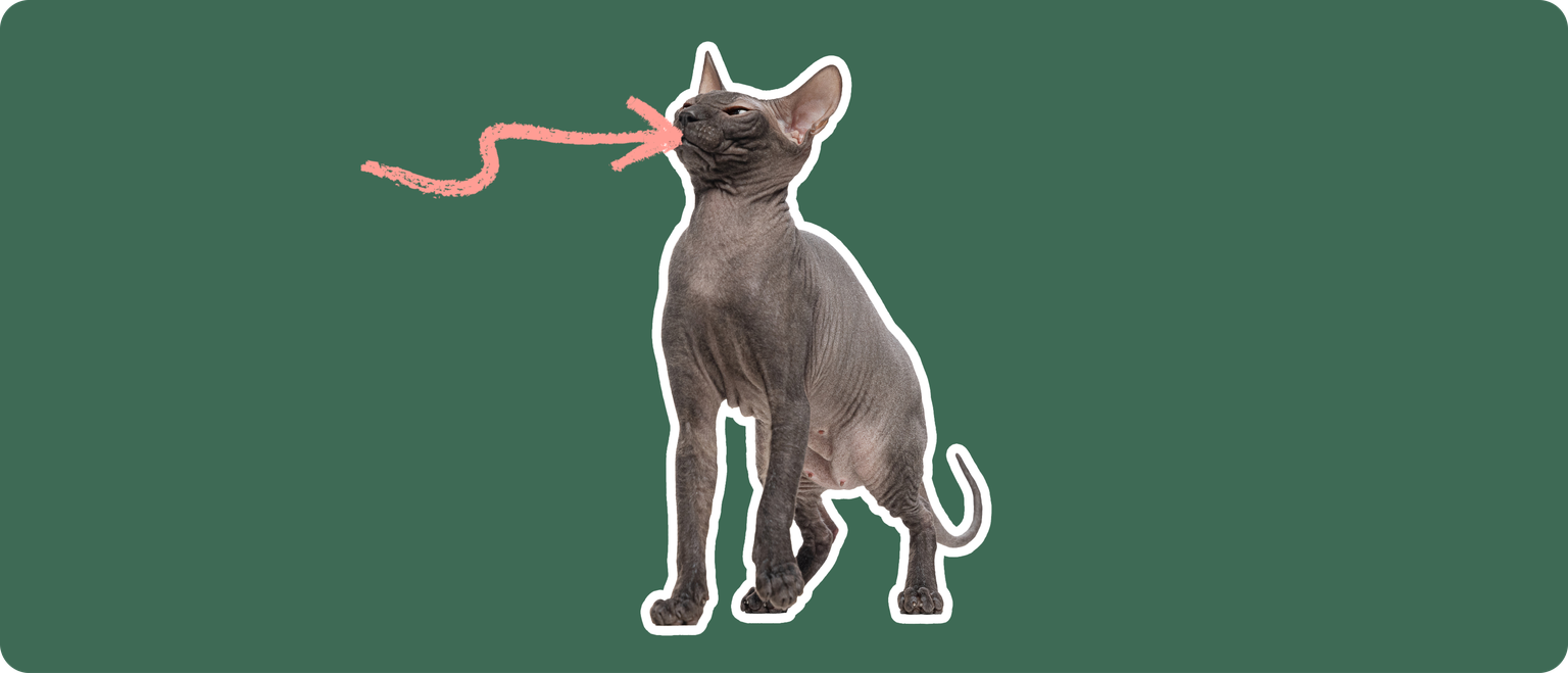 A Mexican Hairless cat, cut out with a white outline, with a pink arrow pointing to it's mouth, on a solid green background