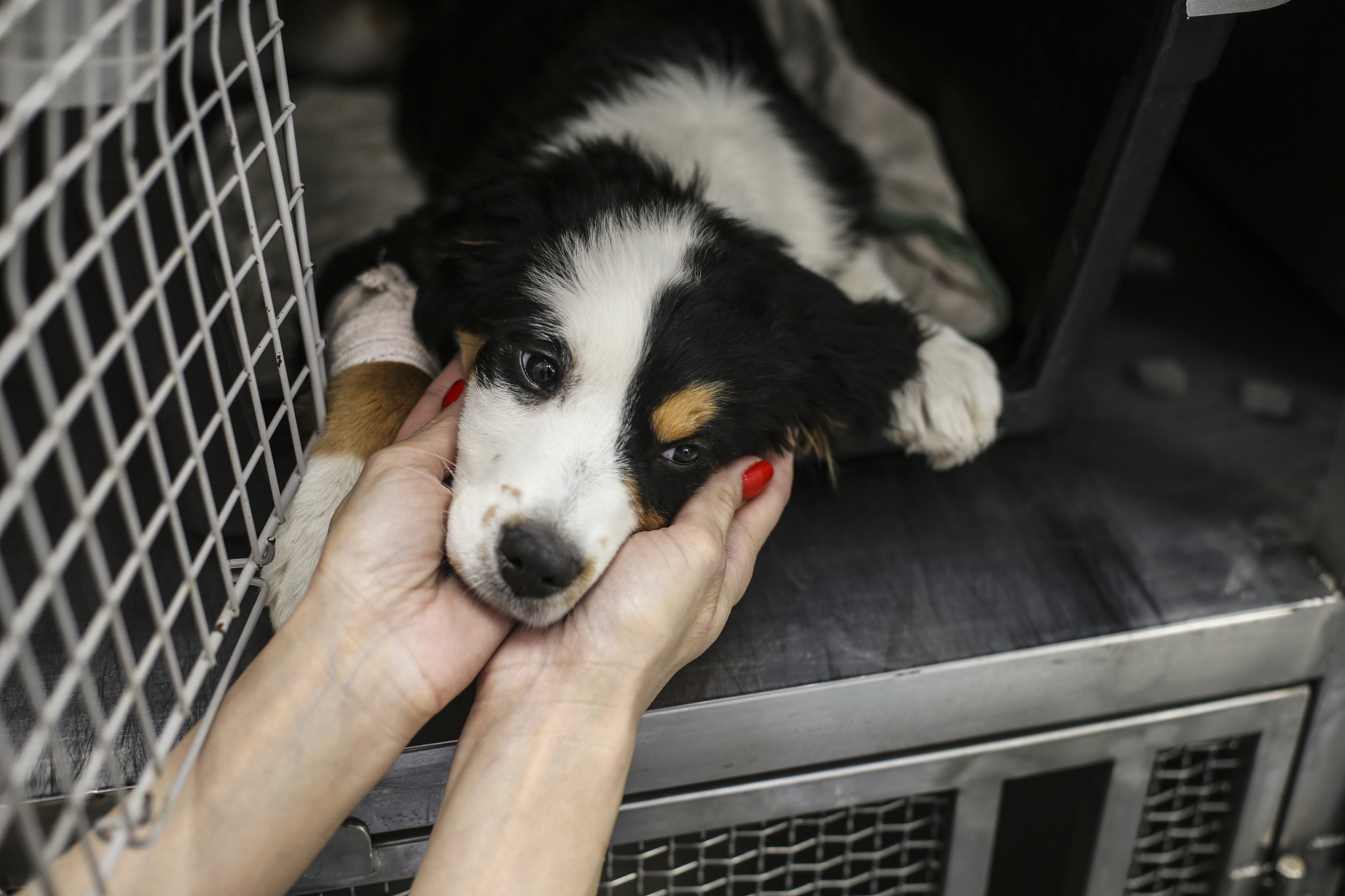 Mid adult woman working as a veterinary, taking care of a sick Bernese Mountain dog