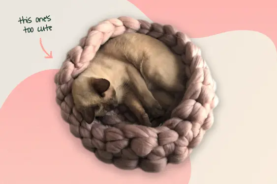 Cat cocoon
