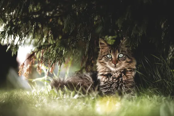 A brown cat looks into the camera while lying under a tree