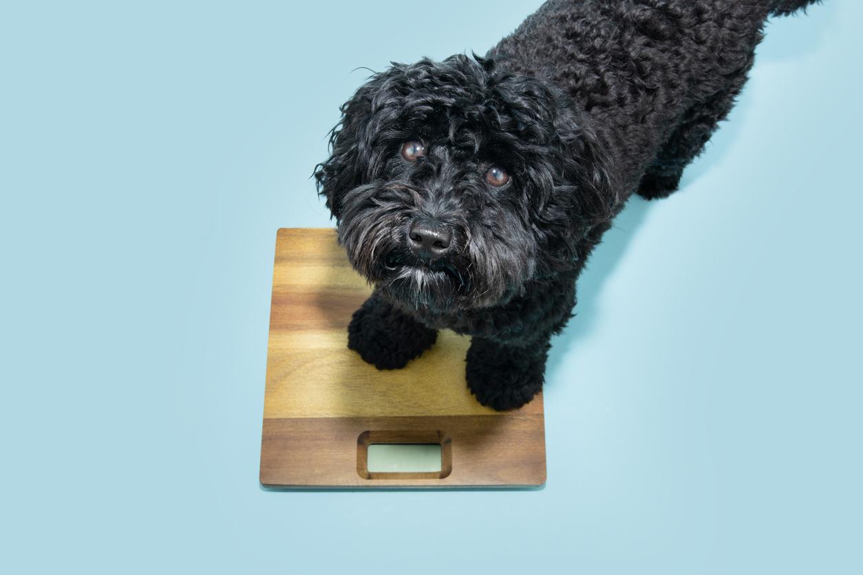 overhead shot of black doodle dog standing on wooden scale above robins egg blue floor
