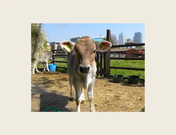 A brown calf on a farm, with Canary Wharf in the background.