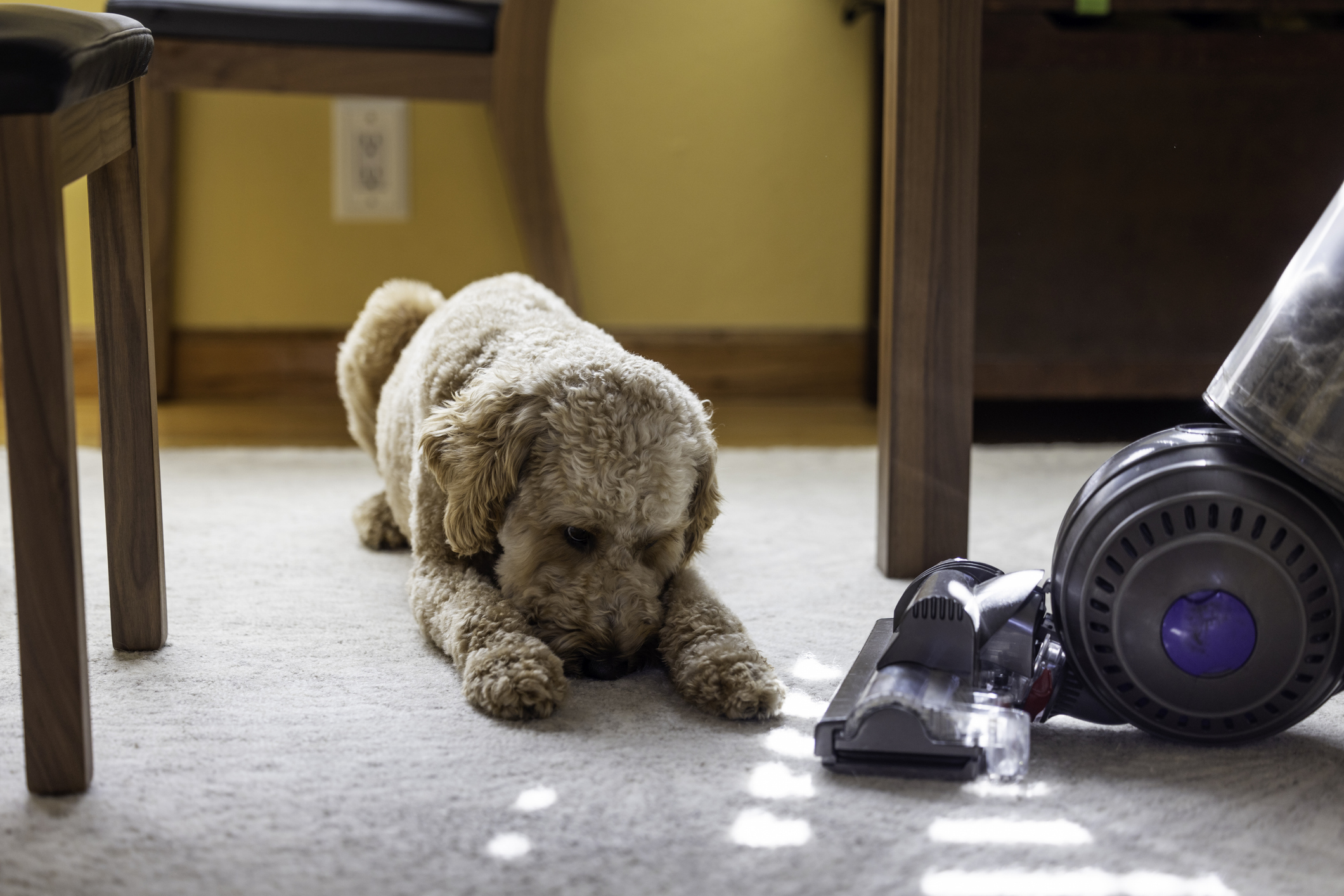 A dog looks down as it's distressed by a vacuum cleaner