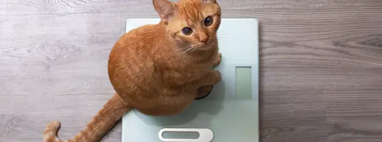 A ginger cat sits on a set of weighing scales, looking up at the camera.