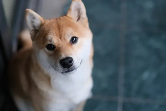 Shiba Inu looking up