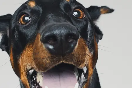 Image of a smiling doberman