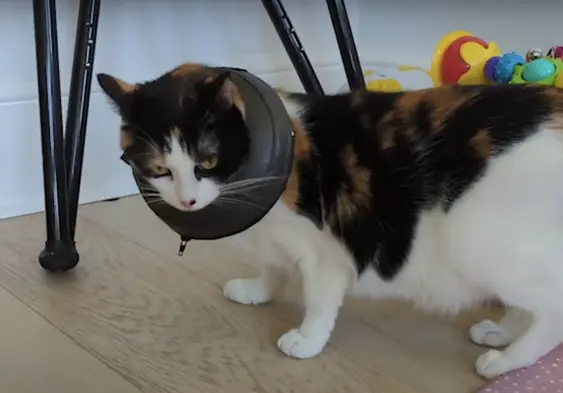 Thrive comfy collar