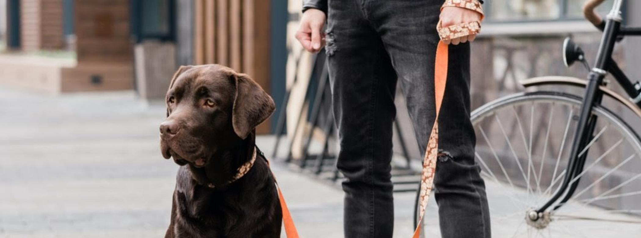 Dog on lease outside