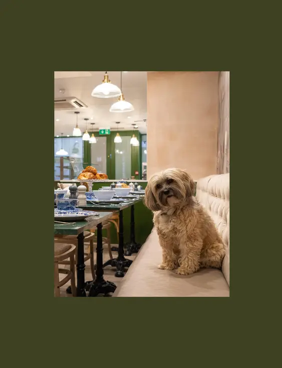 A small cute, scruffy dog, sat on a chair next to a table full of pretty crockery and yummy pastries.