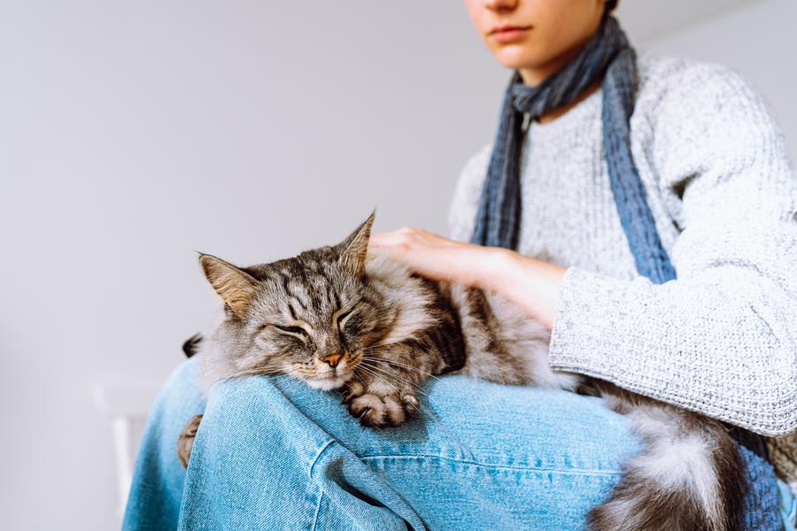 Cat sitting on someones lap