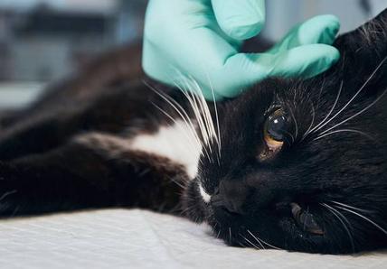 Cat at vet