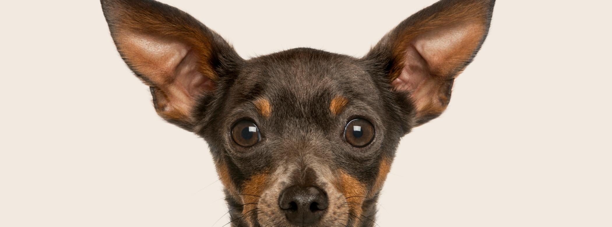 Miniature Pinscher