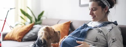 A dog stares up and lays in the lap of their pregnant pet parent as the pet parent touches their pregnant belly