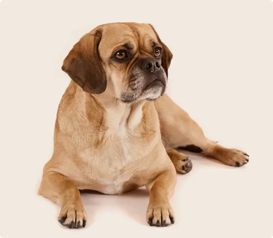 A puggle dog laying down on a beige background