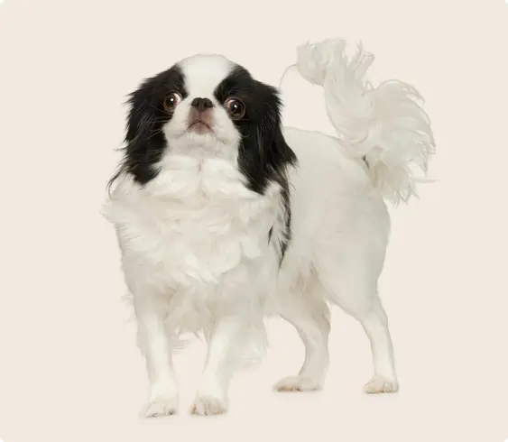 A Japanese Chin dog standing, looking at the camera, on a beige background