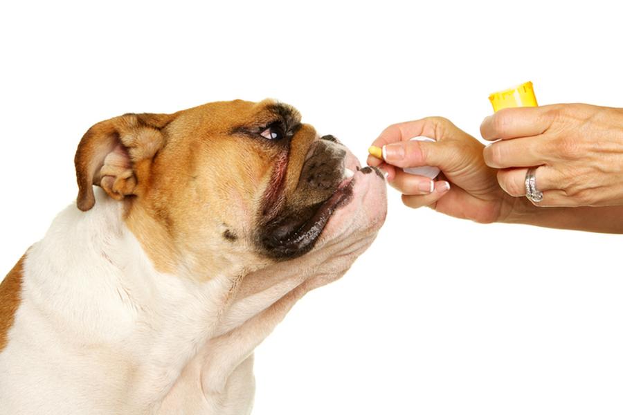 Dog sniffing pill