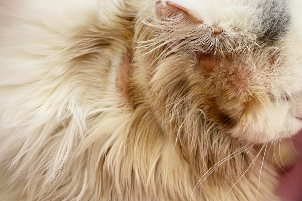 Common skin problems in cats. Cat scratching or licking themselves due to itchiness. A balding area of fur, with obvious hair loss
