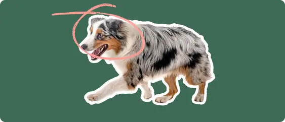 Image of an Australian Shepherd with a pink arrow drawn over its face
