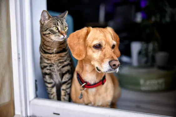 A brown cat and dog stare outside while sat near their door