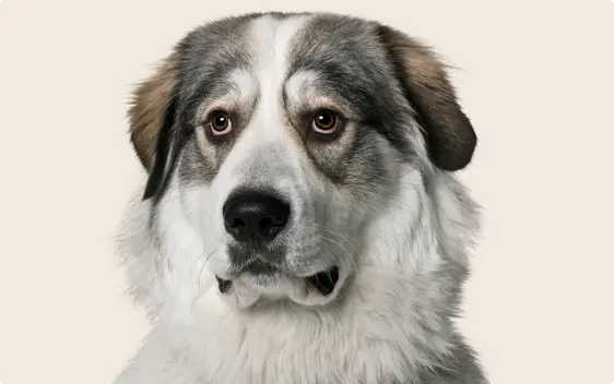 A close-up of a Great Pyrenees on a beige background
