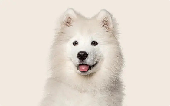 A close-up of a Samoyed with a fluffy white coat, dark eyes, and its tongue out, sitting against a light beige background and looking directly at the camera.