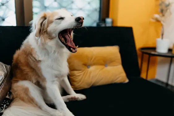dog yawn