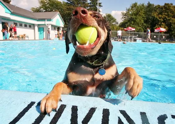 dog with a bright yellow tennis ball in its mouth holds onto the side of a pool