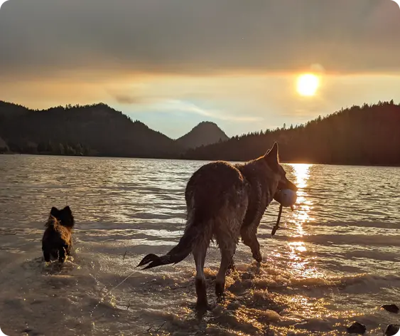 A black Pomeranian and German Shepherd dog enjoying a sunset stroll in the water