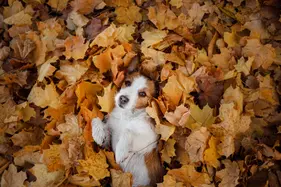 An image of a brown-and-white Jack Russell on their back surrounded by brown and orange autumn leaves