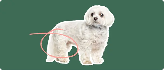 Maltese with a pink circle over its leg