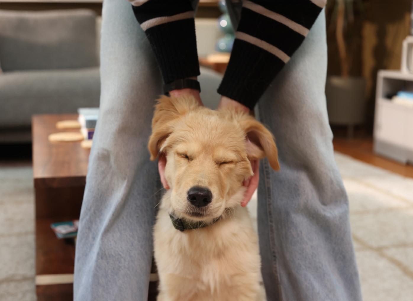 Puppy-insurance