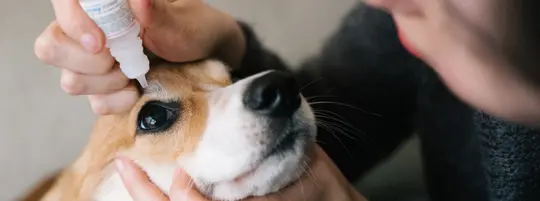A woman putting eye drops in a beagle's eye