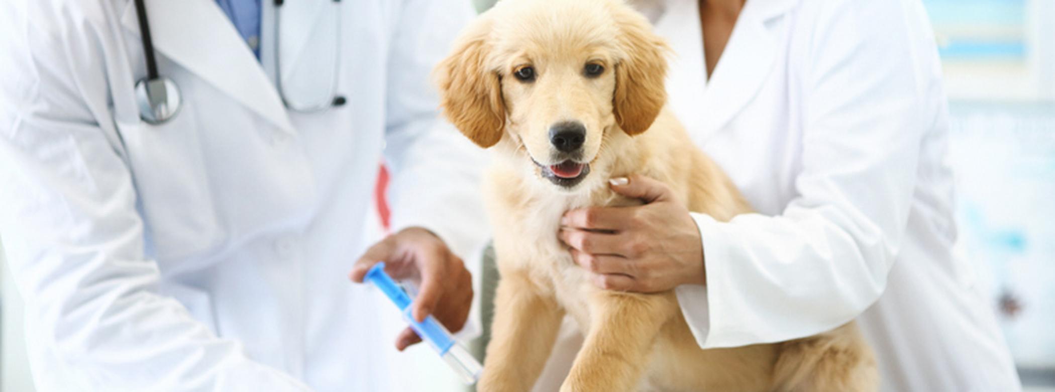 Puppy getting an injection