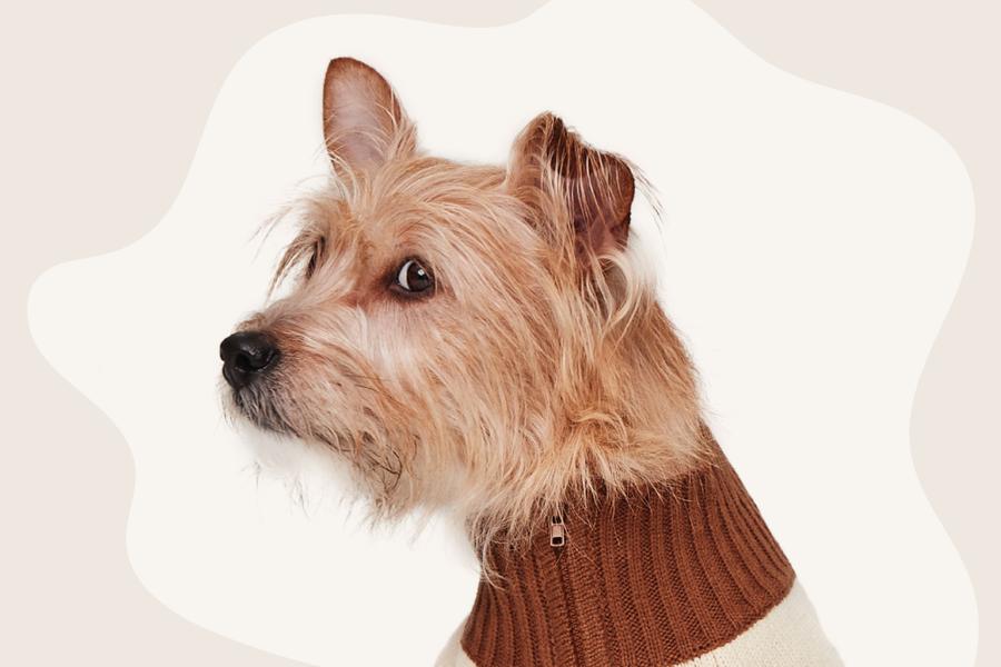 A small, scruffy tan dog wearing a brown sweater, looking to the left against a beige background.