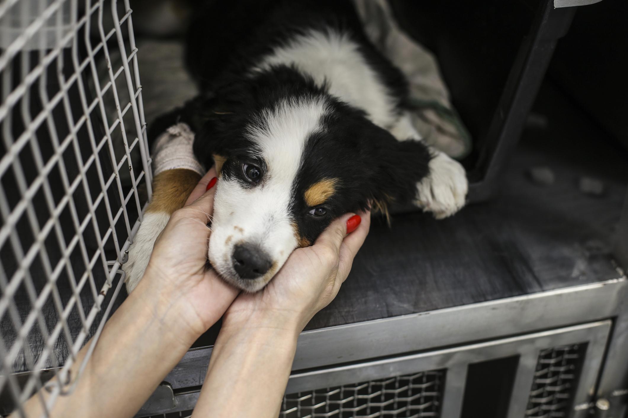 Mid adult woman working as a veterinary, taking care of a sick Bernese Mountain dog