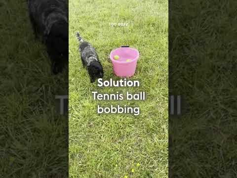 Tennis ball games for dogs - Bobbing