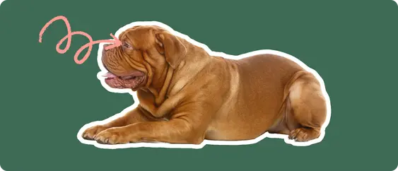 A Dogue de Bordeaux cut out with a white outline, laying down, with a pink arrow pointing to it's eye, on a solid green background.