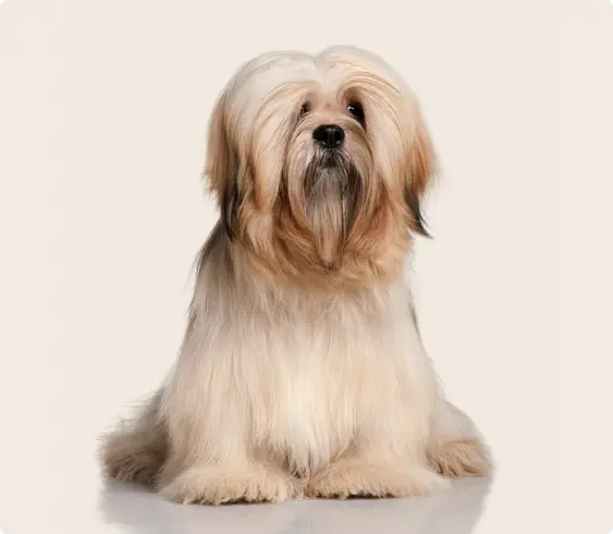 Lhasa Aspo