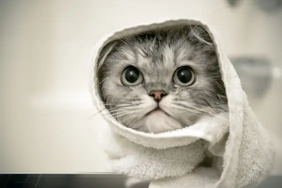 A grey cat wrapped in a towel