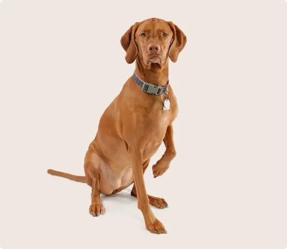 Vizsla