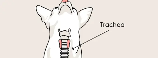 An anatomical illustration of a dog's neck showing the trachea