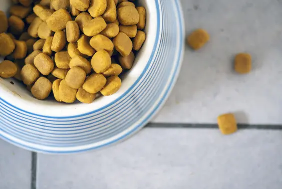 Dry dog food in a bowl with overspill