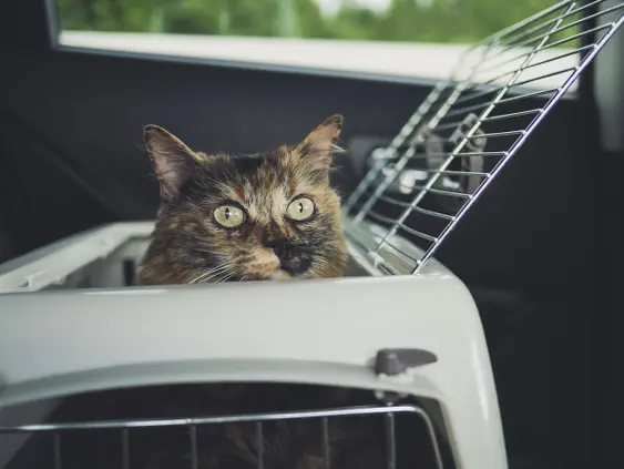 Cat peeking out of the transport box, traveling in the car