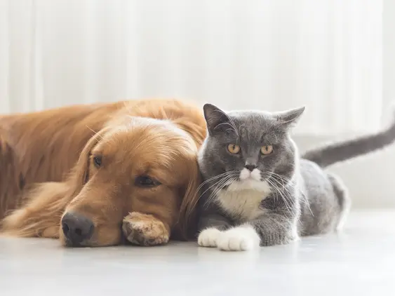 A cat and a dog