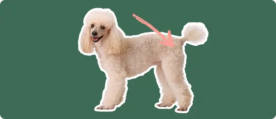 Image of a white Poodle with a pink arrow pointing to its hip