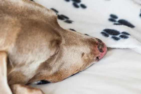A close-up of a dog's face resting on a white blanket with black paw prints. The dog's eyes are closed, and its nose looks sunburned.