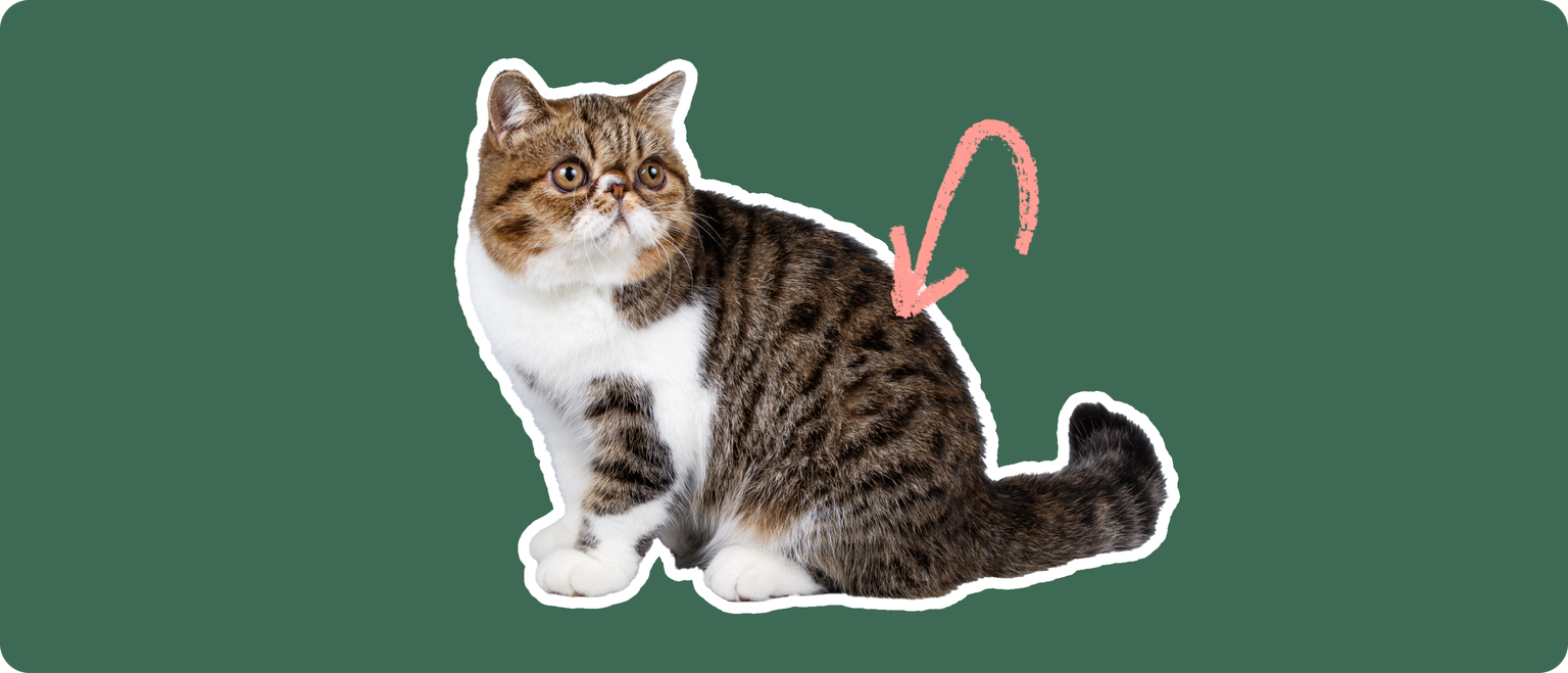 An exotic shorthair cat cut out with a white stroke, on a green background, with a pink arrow pointing at it's back