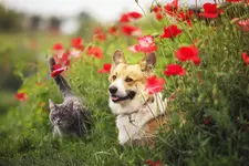 Cat and dog playing in the garden