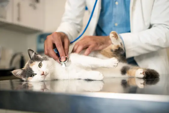 A cat lays down on a metal table and looks into the camera as a male vet checks their pulse with a stethoscope